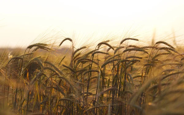 Wheat field — Stock Image Wheat field Stock Image