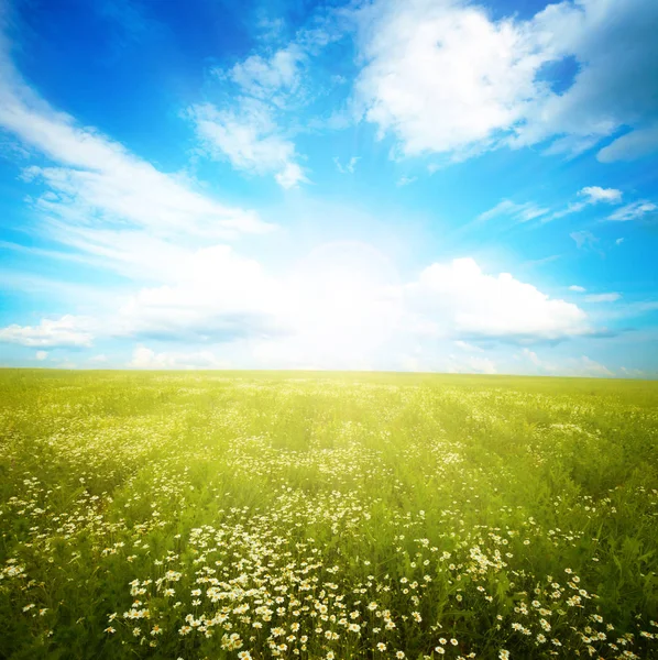 Grön äng under blå himmel — Stockfoto