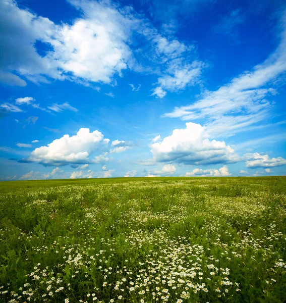 Grön äng under blå himmel — Stockfoto