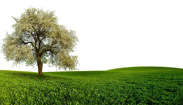 Пейзаж с деревом — стоковое фото
