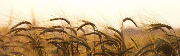 Campo di grano — Foto Stock