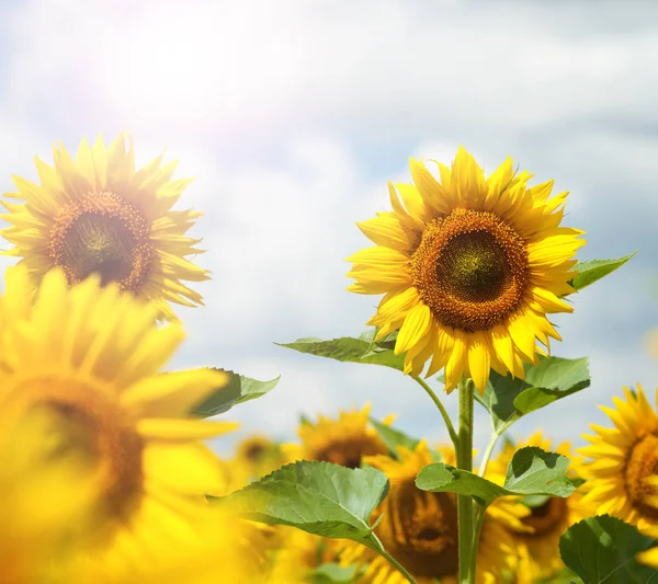 Field of flowers of sunflowers — Stock Photo, Image