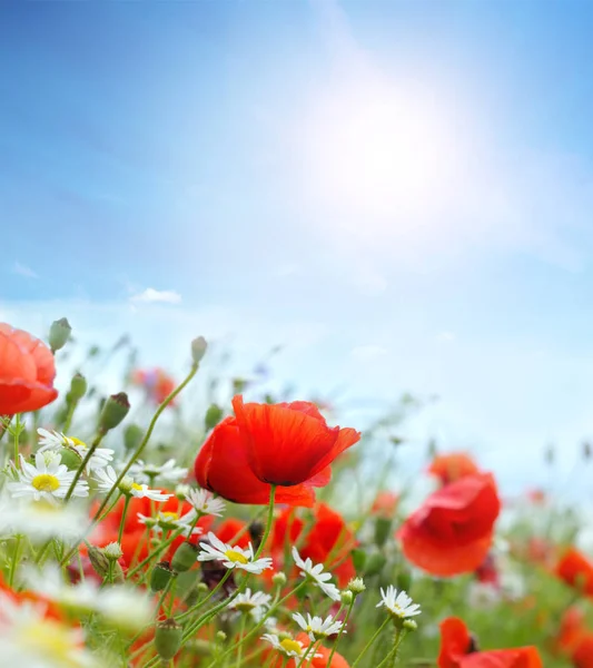 明るい赤いケシの花のフィールド — ストック写真