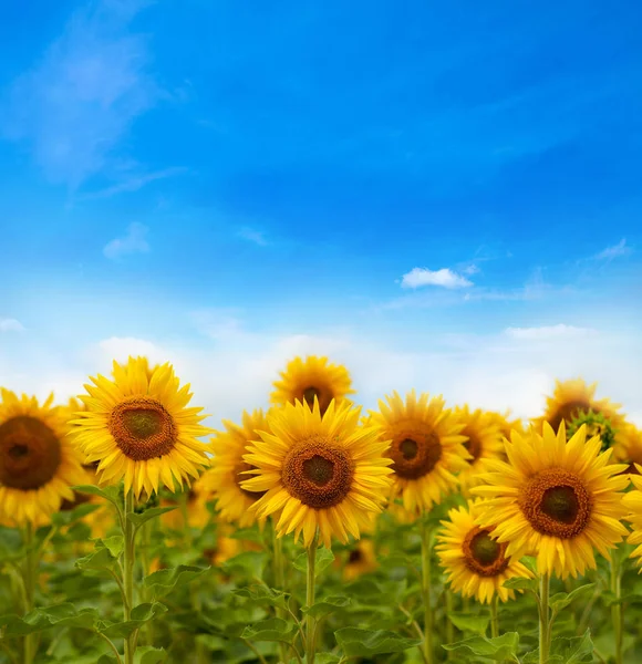 Campo de flores de girassóis — Fotografia de Stock