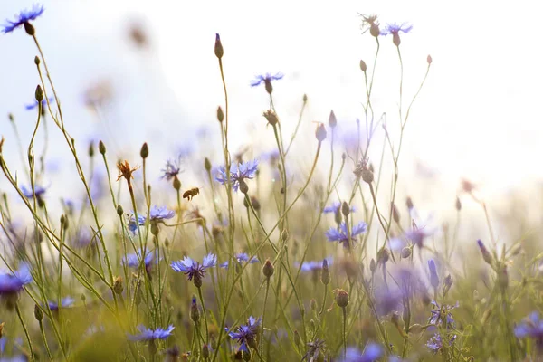 Fleurs de prairie — Photo