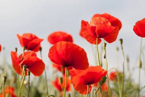 Rood papaverveld — Stockfoto