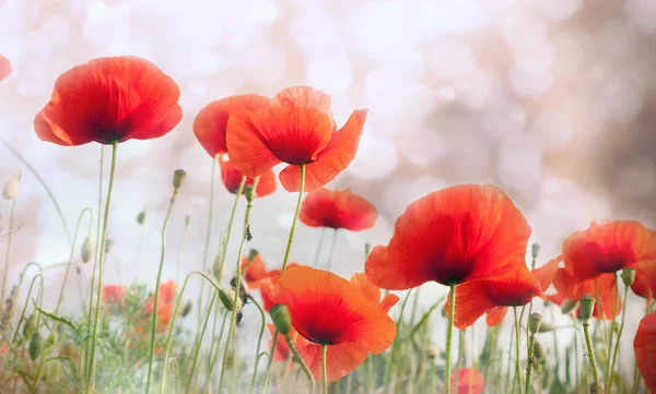 Campo de flores de papoula vermelha — Fotografia de Stock