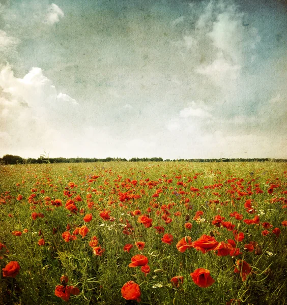 Grunge poppies  landscape — Stock Photo, Image