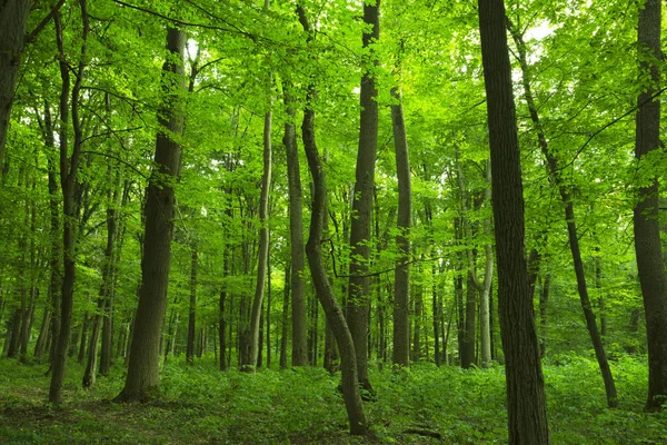 Bosque — Foto de Stock