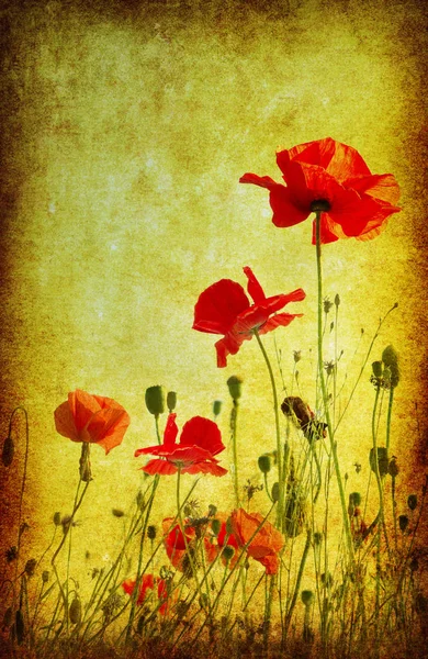 Grunge poppies arka plan — Stok fotoğraf