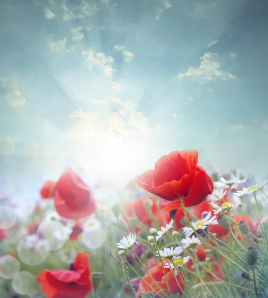 Pole červených makových květů — Stock fotografie