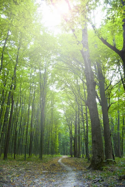 Floresta de manhã — Fotografia de Stock