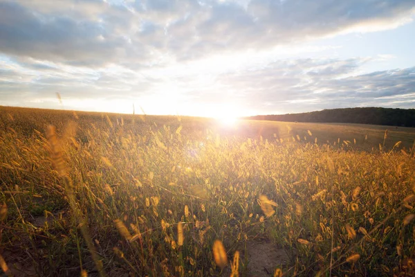 Wheat field on a sunset — Stock Photo, Image