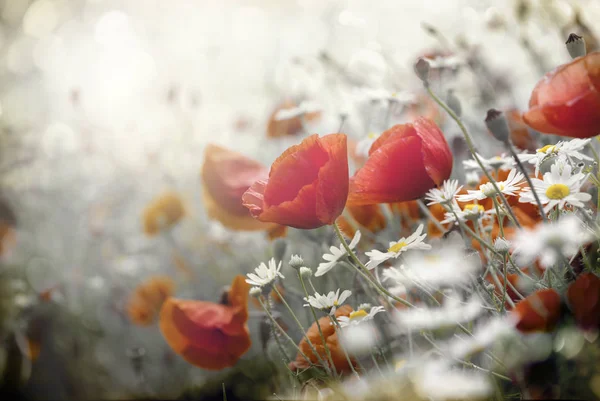 Gelincik çiçeği — Stok fotoğraf