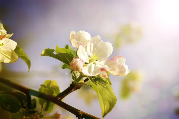 Våren äpple blommar — Stockfoto