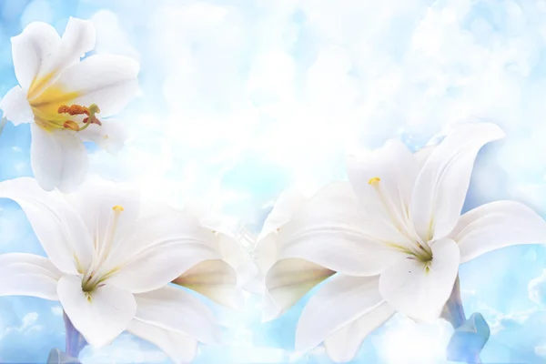 Flowers of white lilies — Stock Photo, Image