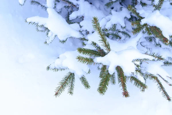 Різдвяна ялинка в снігу — стокове фото
