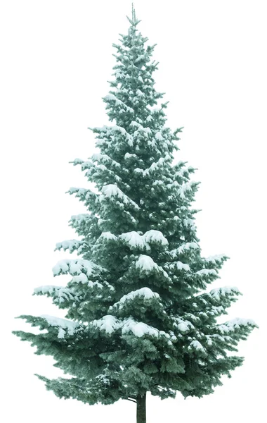 Різдвяна ялинка в снігу — стокове фото