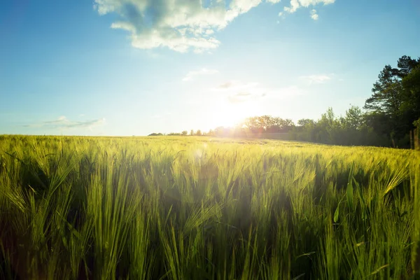 Pradera verde bajo cielo azul con nubes —  Fotos de Stock