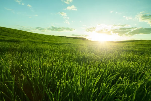 Grüne Wiese unter blauem Himmel mit Wolken — Stockfoto