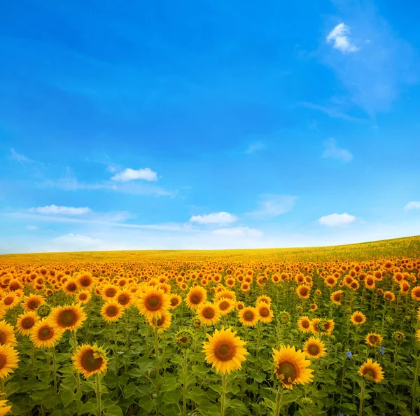Landschaft mit Sonnenblumen — Stockfoto