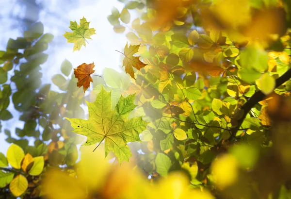 Autumn leaves on the sun — Stock Photo, Image