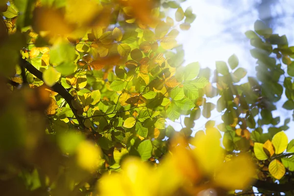 Feuilles d'automne au soleil — Photo