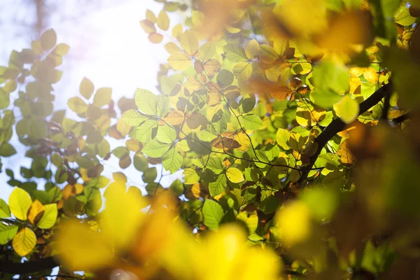 Hojas de otoño en el sol — Foto de Stock