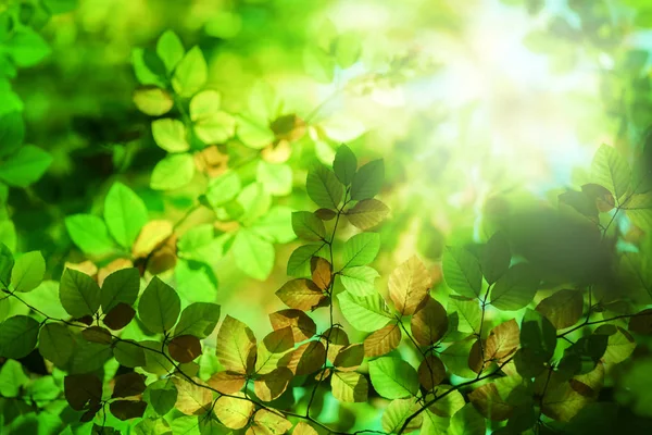 Sol y hojas — Foto de Stock