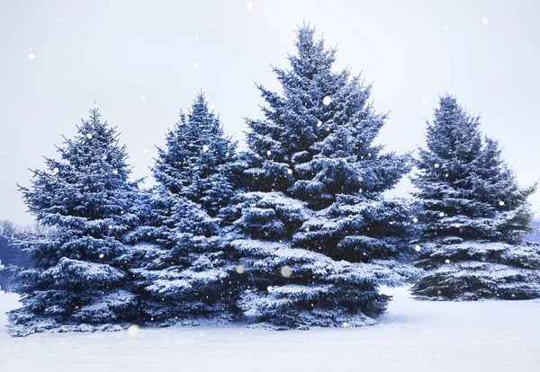 在雪地里的圣诞树 — 图库照片