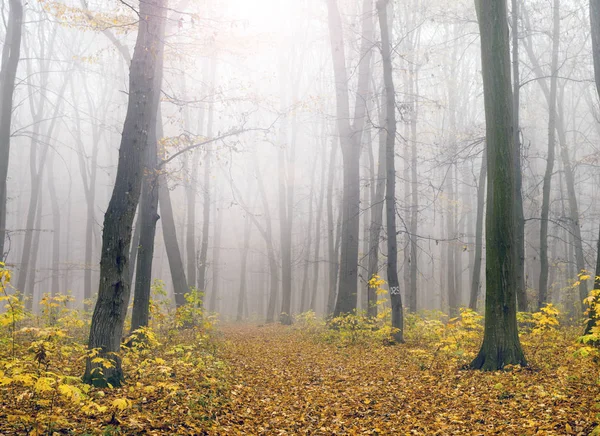 Luz solar del bosque en otoño —  Fotos de Stock