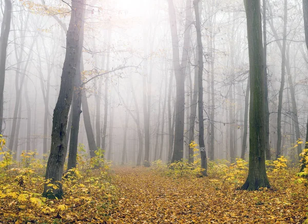 Forest sunlight in autumn — ストック写真