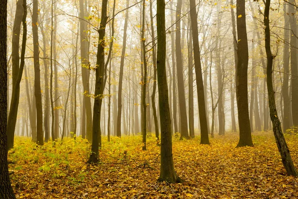 Bos zonlicht in de herfst — Stockfoto