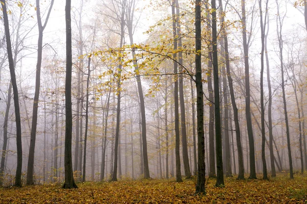 Forest sunlight in autumn — ストック写真