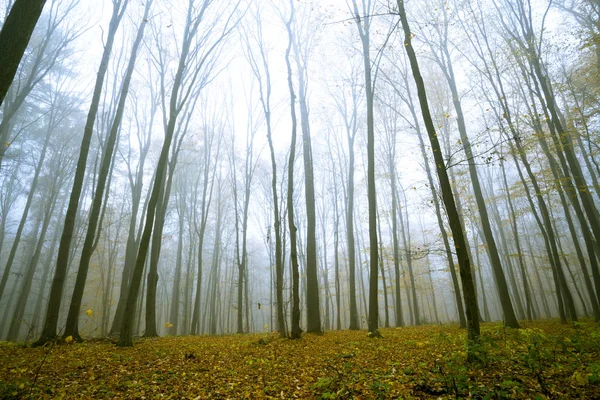 가을의 숲 햇볕 — 스톡 사진