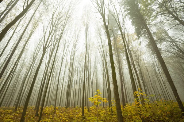 Forest sunlight in autumn — ストック写真