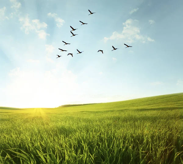 Fliegende Vögel über einer grünen Wiese bei Sonnenuntergang — Stockfoto