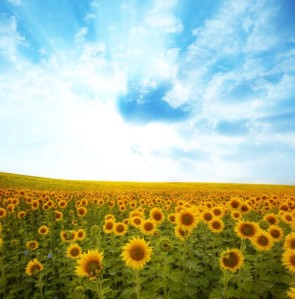 Landscape with sunflower — Stock Photo, Image