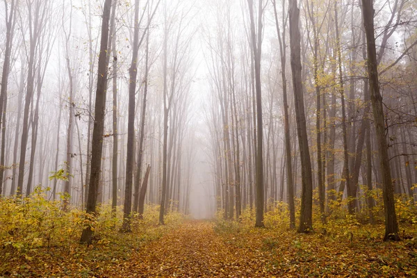 Skogs solljus på hösten — Stockfoto