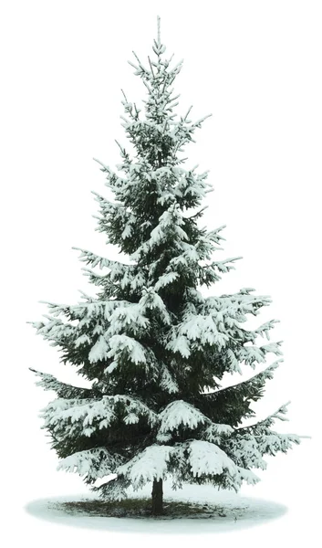 Árvore de natal na neve — Fotografia de Stock