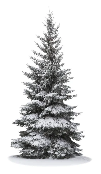 Рождественская елка в снегу — стоковое фото