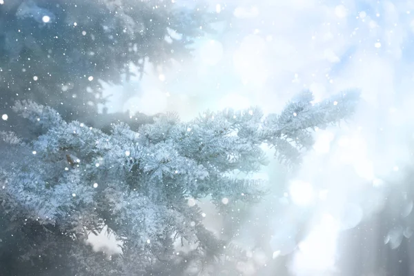 Albero di Natale nella neve, sfondo con rami di abete — Foto Stock