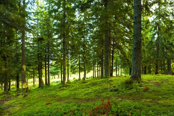 Luce Del Sole Nella Foresta Verde Primavera — Foto Stock