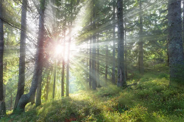 Hermoso Bosque Verano Con Sol Brillante Brillando Través Los Árboles — Foto de Stock