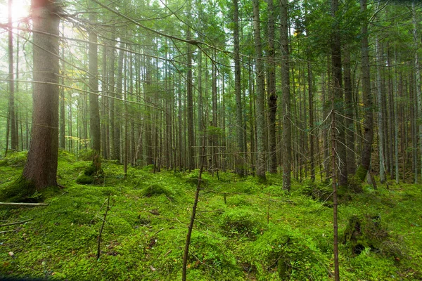 木々の間に陽の光が差し込む夏の森 — ストック写真