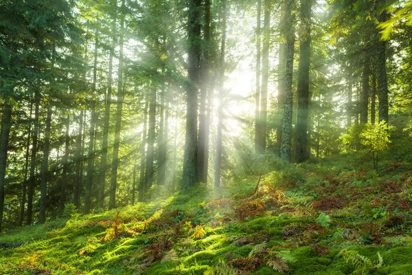 Schöner Wald Sommer Mit Heller Sonne Die Durch Die Bäume lizenzfreie Stockbilder