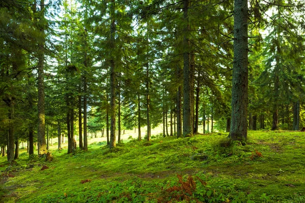 Sonnenlicht Grünen Wald Frühlingszeit Stockfoto