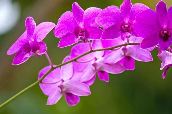 Hermosas flores de orquídeas —  Fotos de Stock
