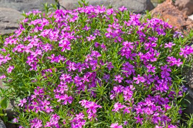 Çiçekler phlox styloid