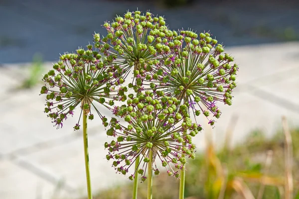 Talos de flores de cebola — Fotografia de Stock